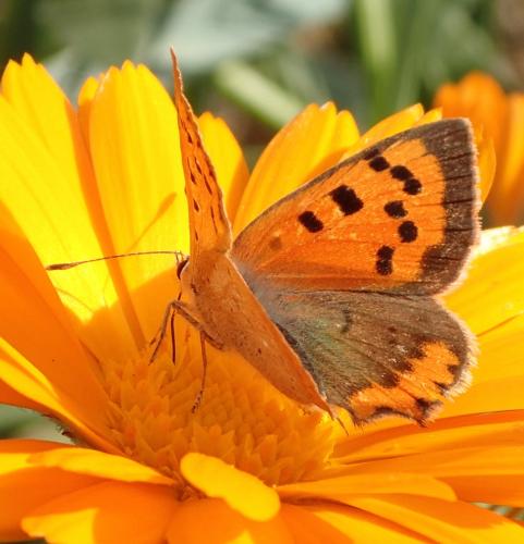 Lycaena phlaeas